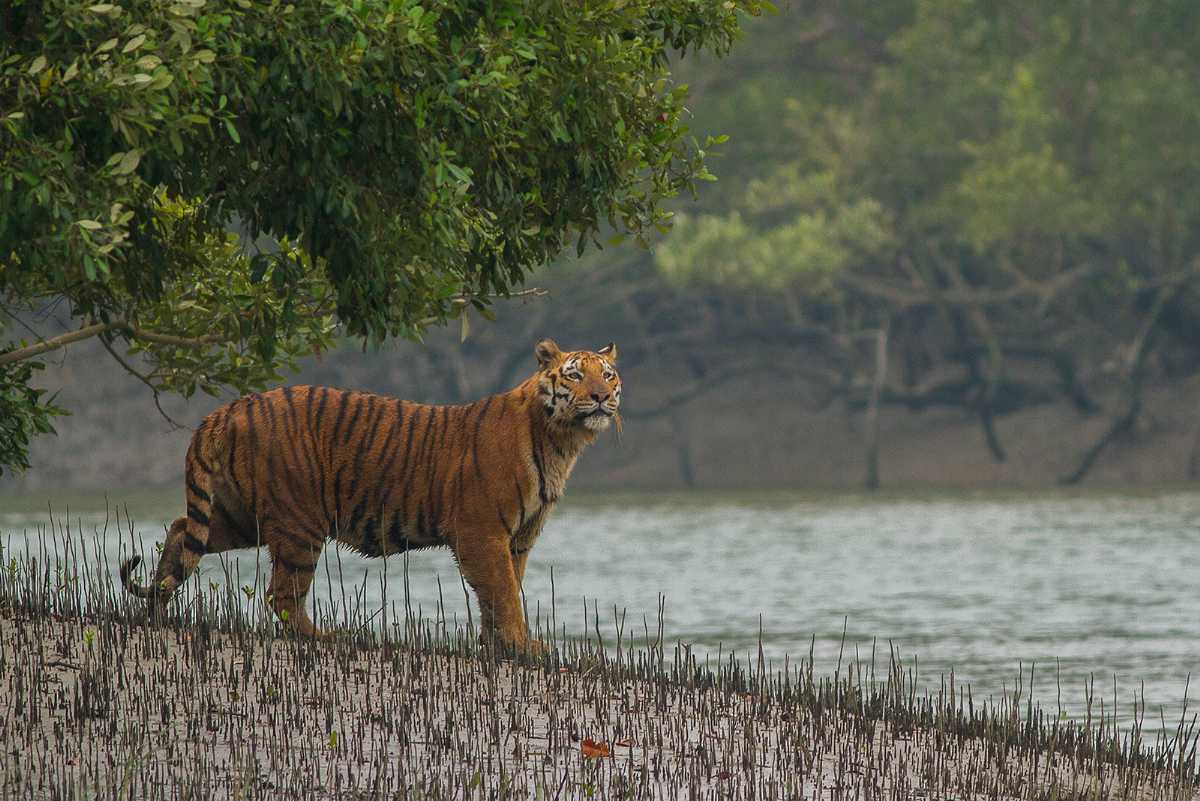 Sundarban 2