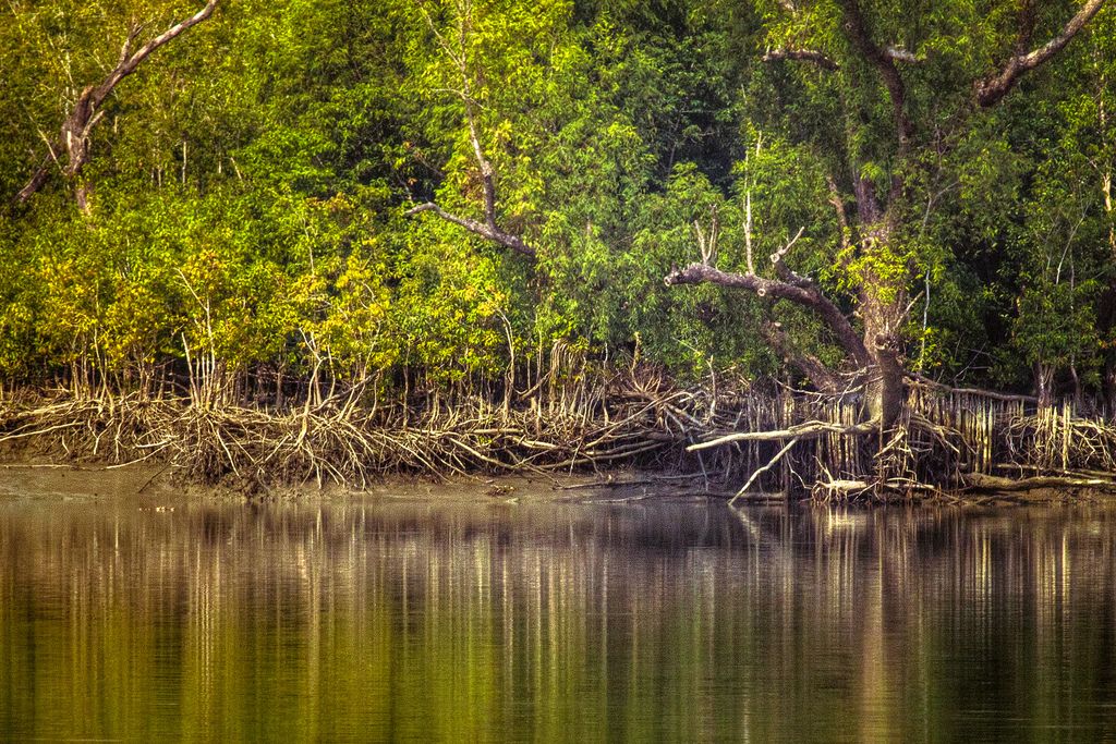 Sundarban 3